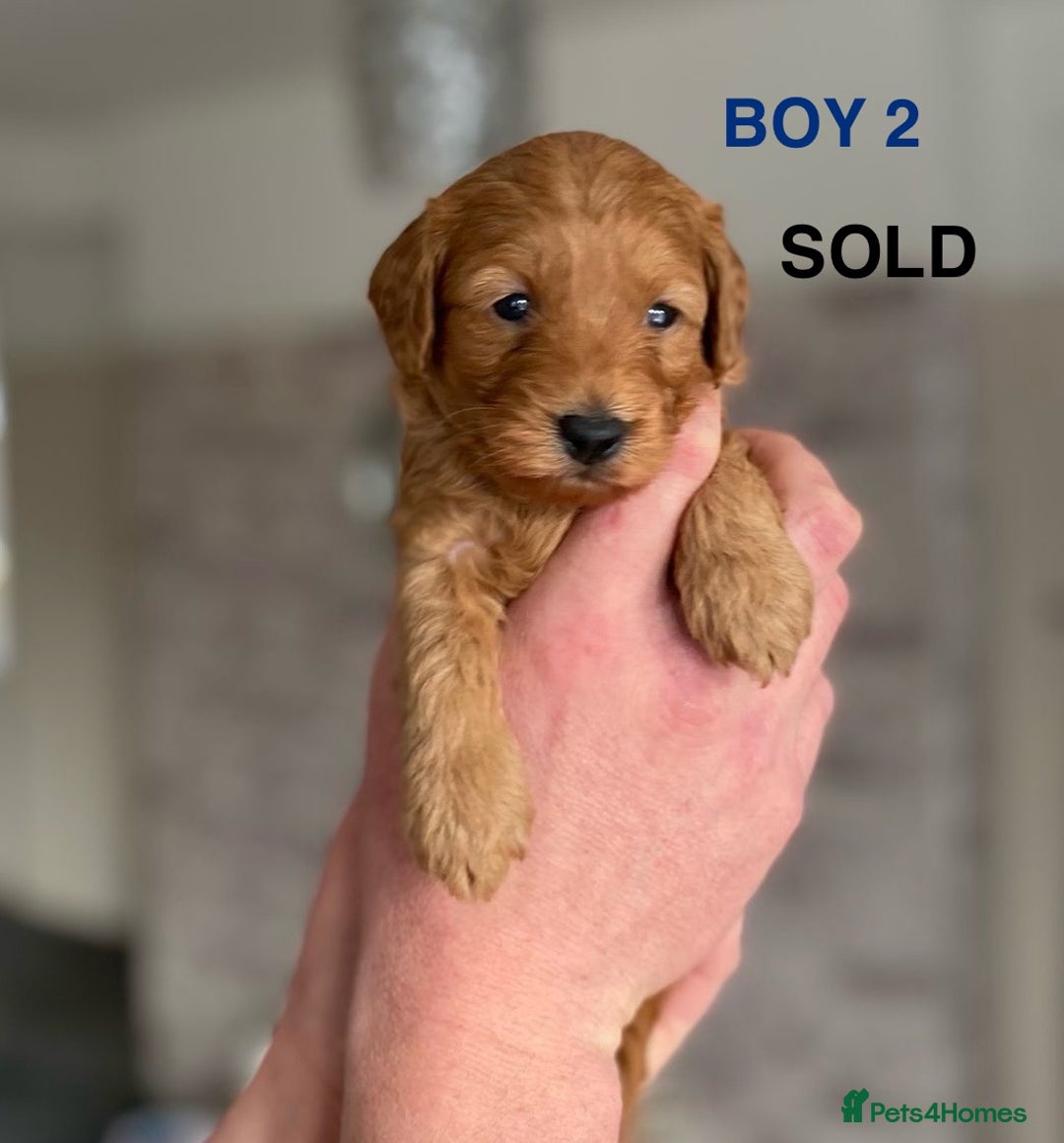 Cockapoo dogs for sale: F1b Cockapoo Puppies  - Advert 8