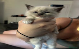 Ragdoll cats for sale: Rag doll kittens for sale 2 boys 1 girl  - Image 4