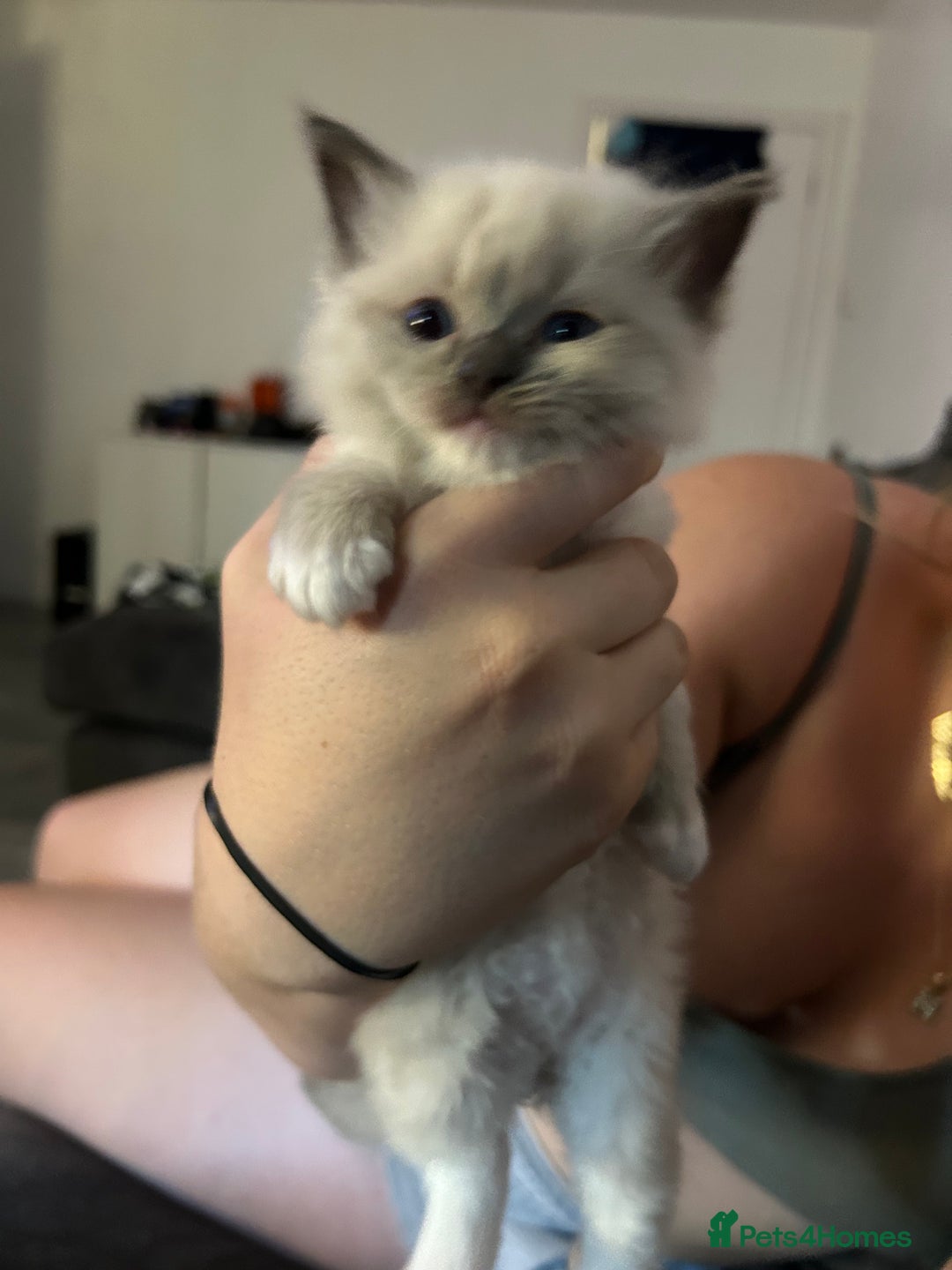 Ragdoll cats for sale: Rag doll kittens for sale 2 boys 1 girl  - Image 4