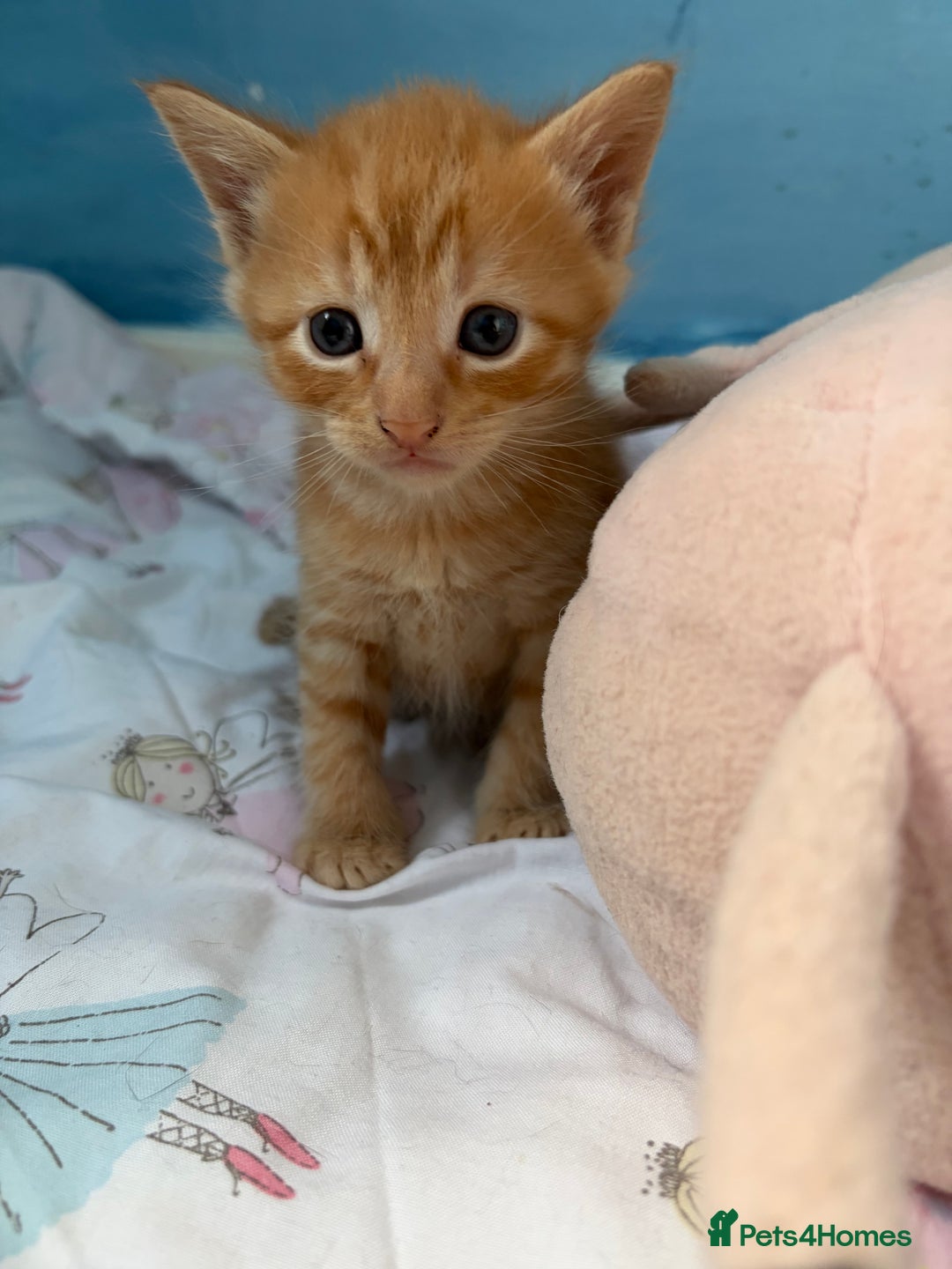 Maine Coon cats for sale: Maine coon mix kittens  - Advert 19