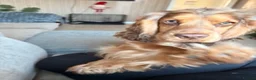 Cocker Spaniel dogs for stud: 🐾 Proven Cocker Spaniel Stud Available 🐾 in Halesworth - Advert 9