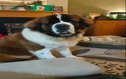 Saint Bernard dogs for stud: Stunning KC reg saint Bernard for stud.  in Chester - Image 12
