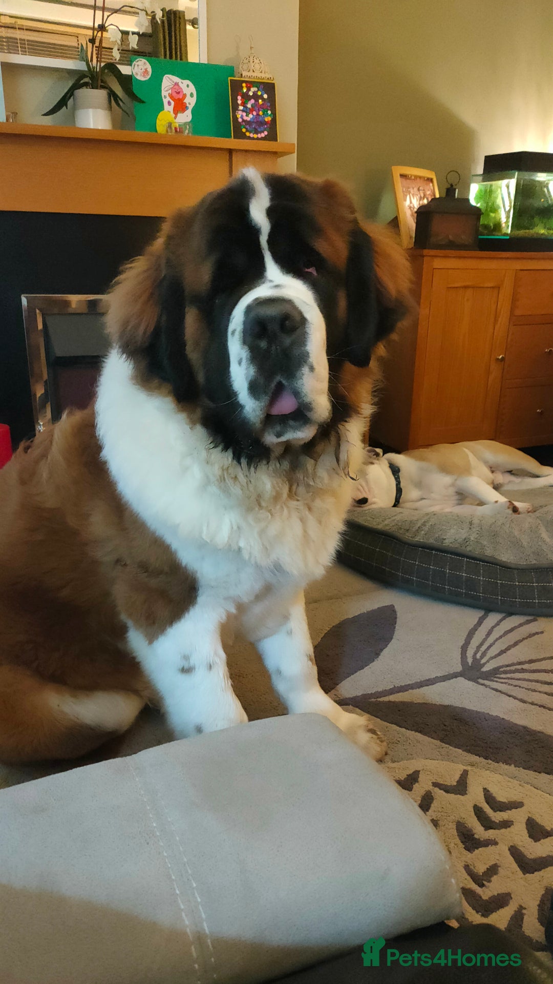 Saint Bernard dogs for stud: Stunning KC reg saint Bernard for stud.  in Chester - Image 12