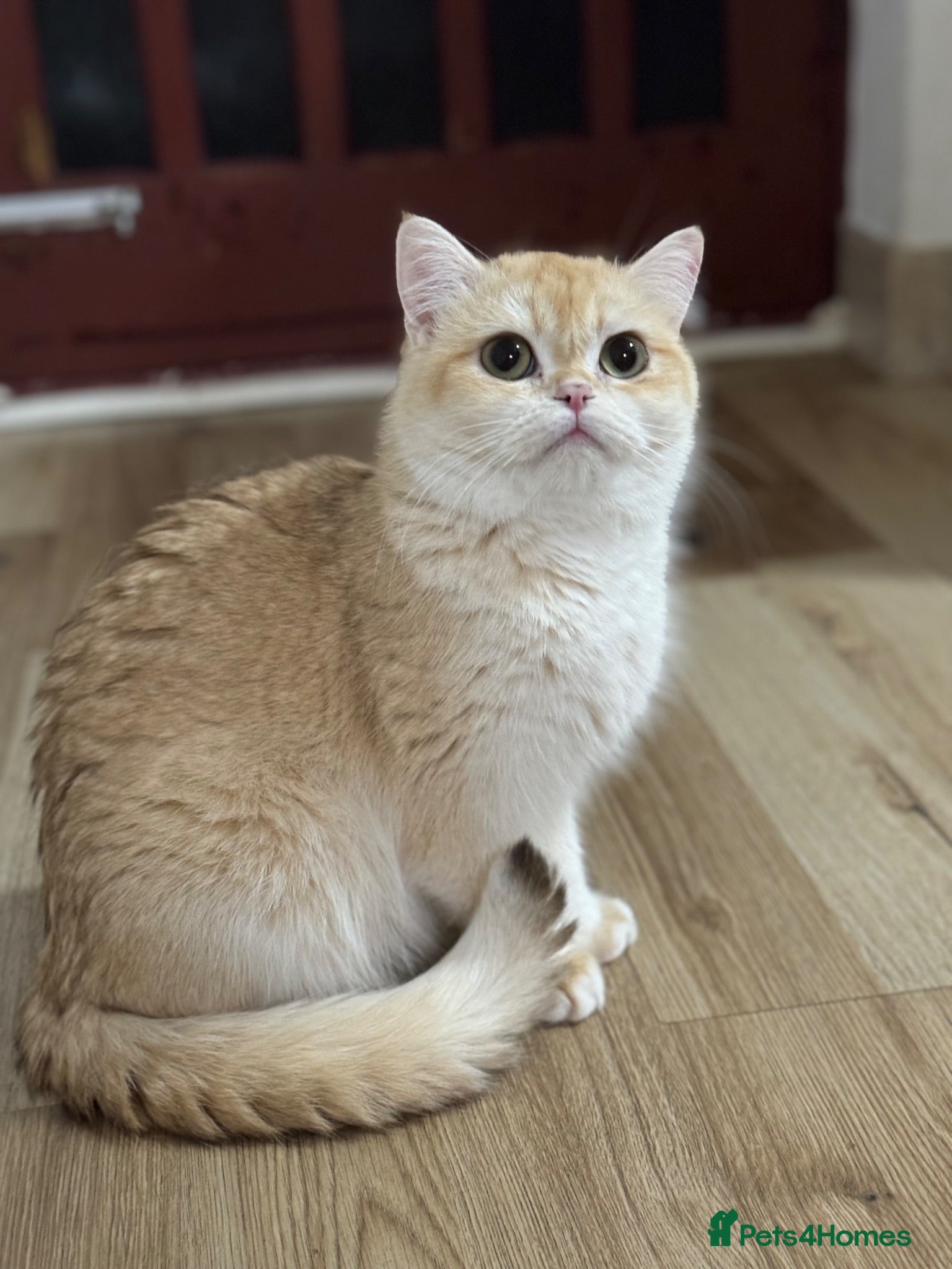 British Shorthair cats GCCF registered BSH Chocolate Golden Kittens - Advert 2