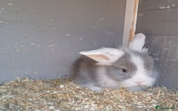 Lionhead rabbits for sale: Double main  lionhead bunnies  - Image 11