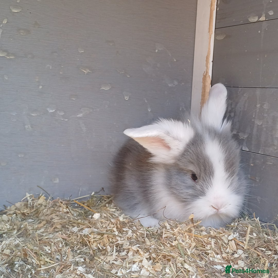 Lionhead rabbits for sale: Double main  lionhead bunnies  - Image 11