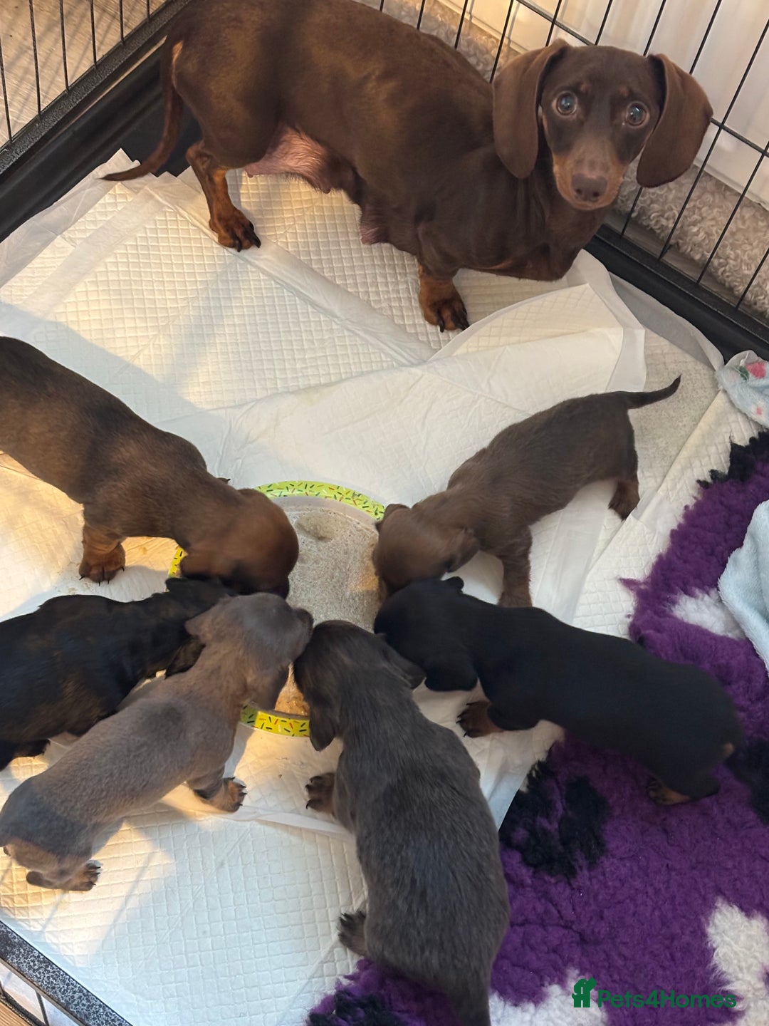 Miniature Dachshund dogs for sale: Miniature shaded red boy available now  - Advert 18