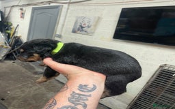 Rottweiler dogs for sale: Rottweiler/rotty puppies - Image 22