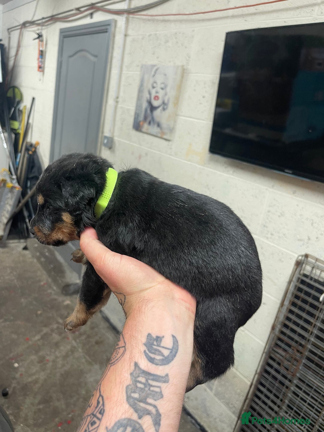 Rottweiler dogs for sale: Rottweiler/rotty puppies - Image 22