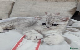 Scottish Fold cats for sale: Scottish straight boys - Image 2