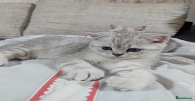 Scottish Fold cats - Advert 6