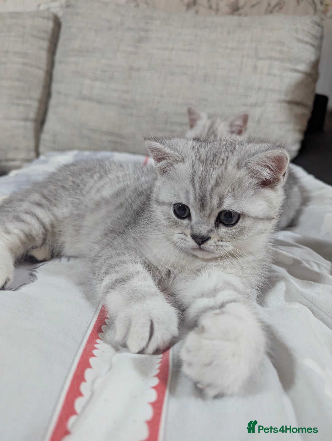 Scottish Fold cats for sale: Scottish straight boys - Image 2