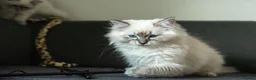 Ragdoll cats for sale: Beautiful GCCF Registered Ragdoll Kittens in Helensburgh - Advert 12