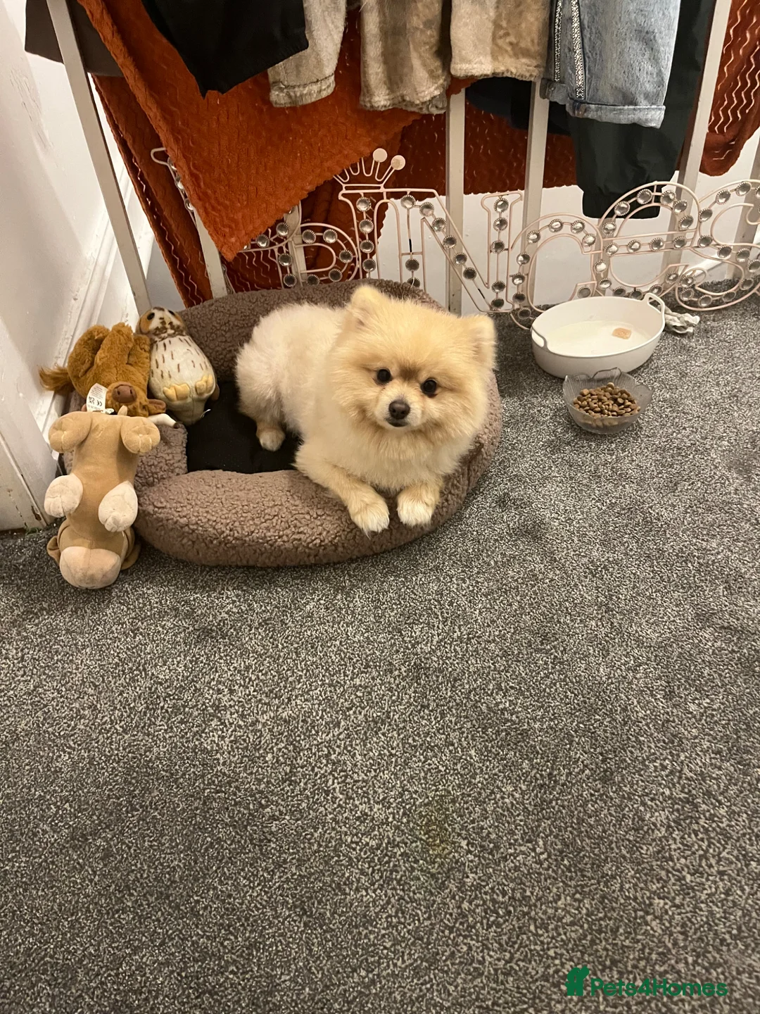 Pomeranian dogs for stud: Pure canine Pomeranian dog for stud - Advert 4