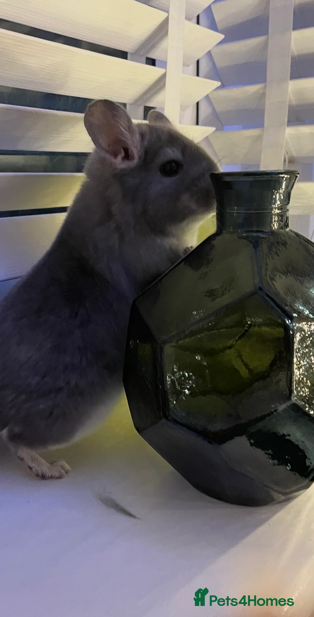 Chinchilla rodents for sale: Rituals Chinchillas proudly offers for sale  - Advert 8