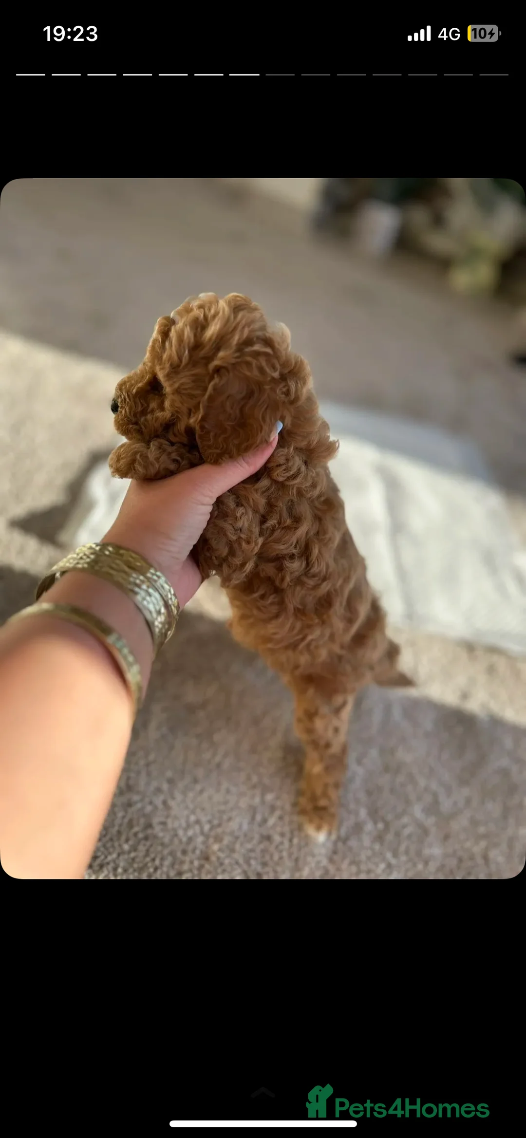 Miniature Poodle dogs for stud:  ⭐️KC PRINCE CHARMING BLUE BOY MINIATURE POODLE⭐️ - Advert 34