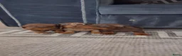 Dachshund dogs for sale: Dachshund puppies 🐶  in Barnsley - Advert 3