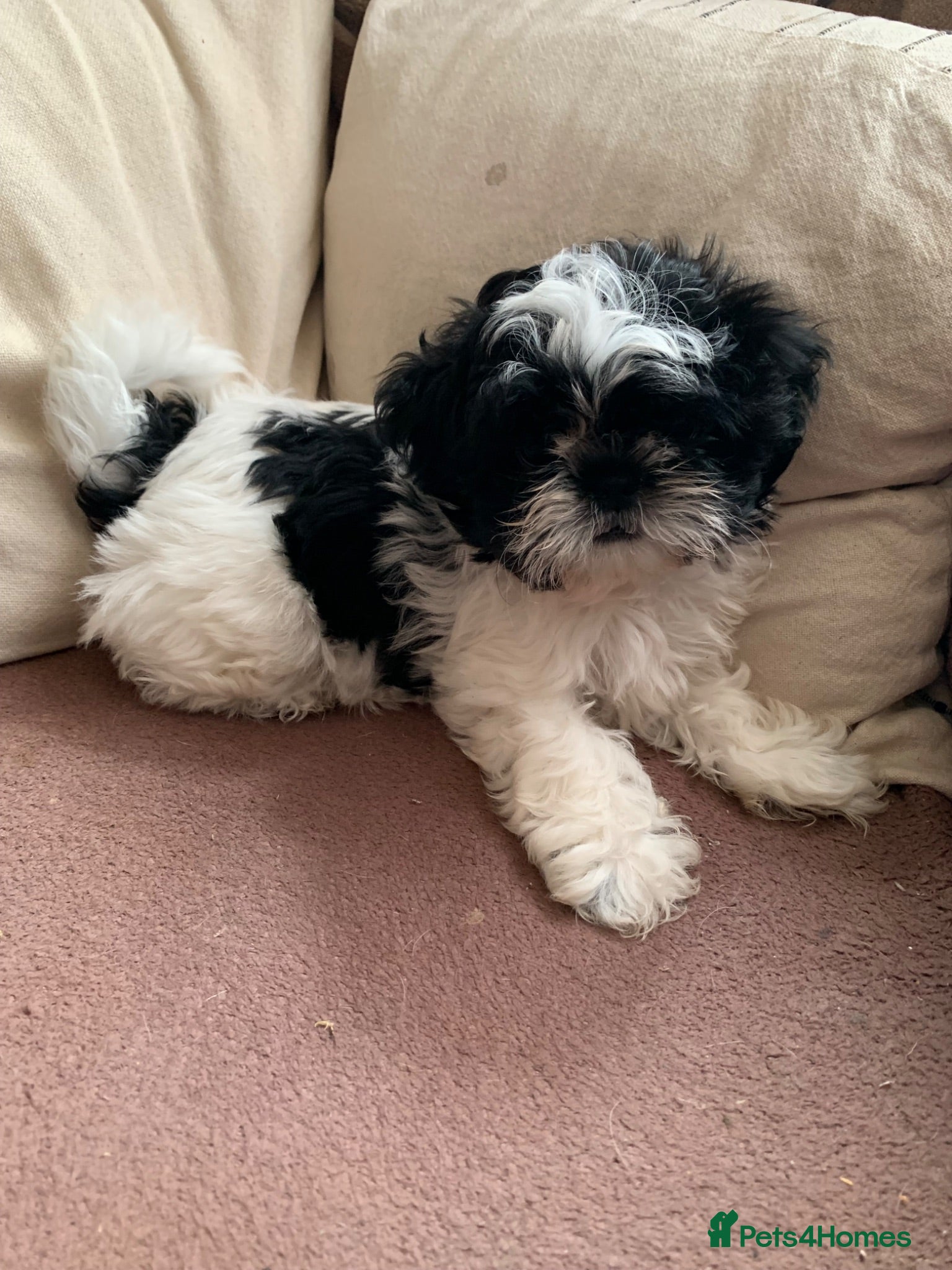 Shih Tzu dogs Shih Tzu puppies available - Advert 2