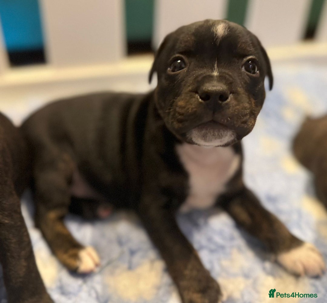Staffordshire Bull Terrier dogs for sale: Beautiful Staffordshire Bull Terrier Boys ✨ - Advert 20