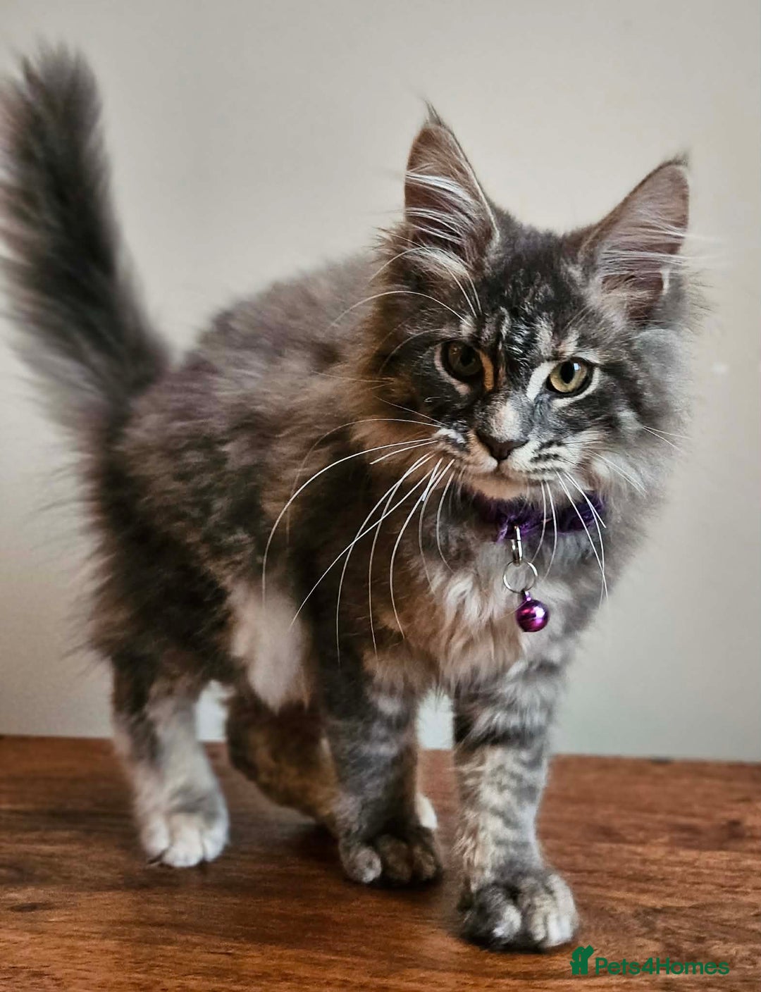 Maine Coon cats for sale: XXL Champion Line Maine Coons – Rare, Very Fluffy! - Advert 5