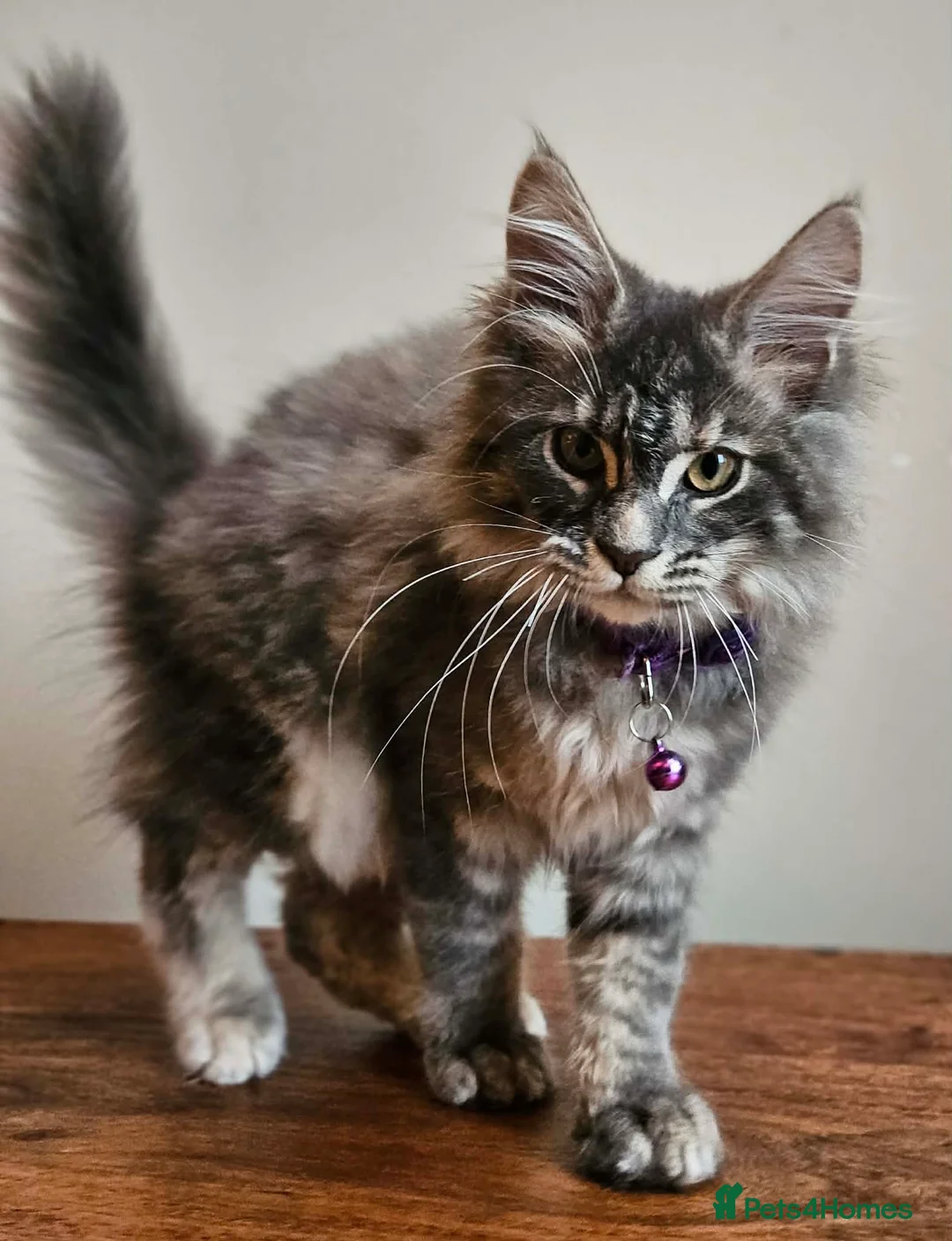 Maine Coon cats for sale: XXL Champion Line Maine Coons – Rare, Very Fluffy! - Advert 6