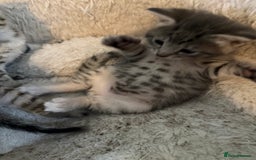 Savannah cats for sale: Beautiful little leopard Savannah  - Advert 2