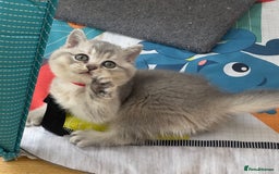 British Shorthair cats for sale: GCCF British Shorthair Kittens– Champion Lines - Image 9