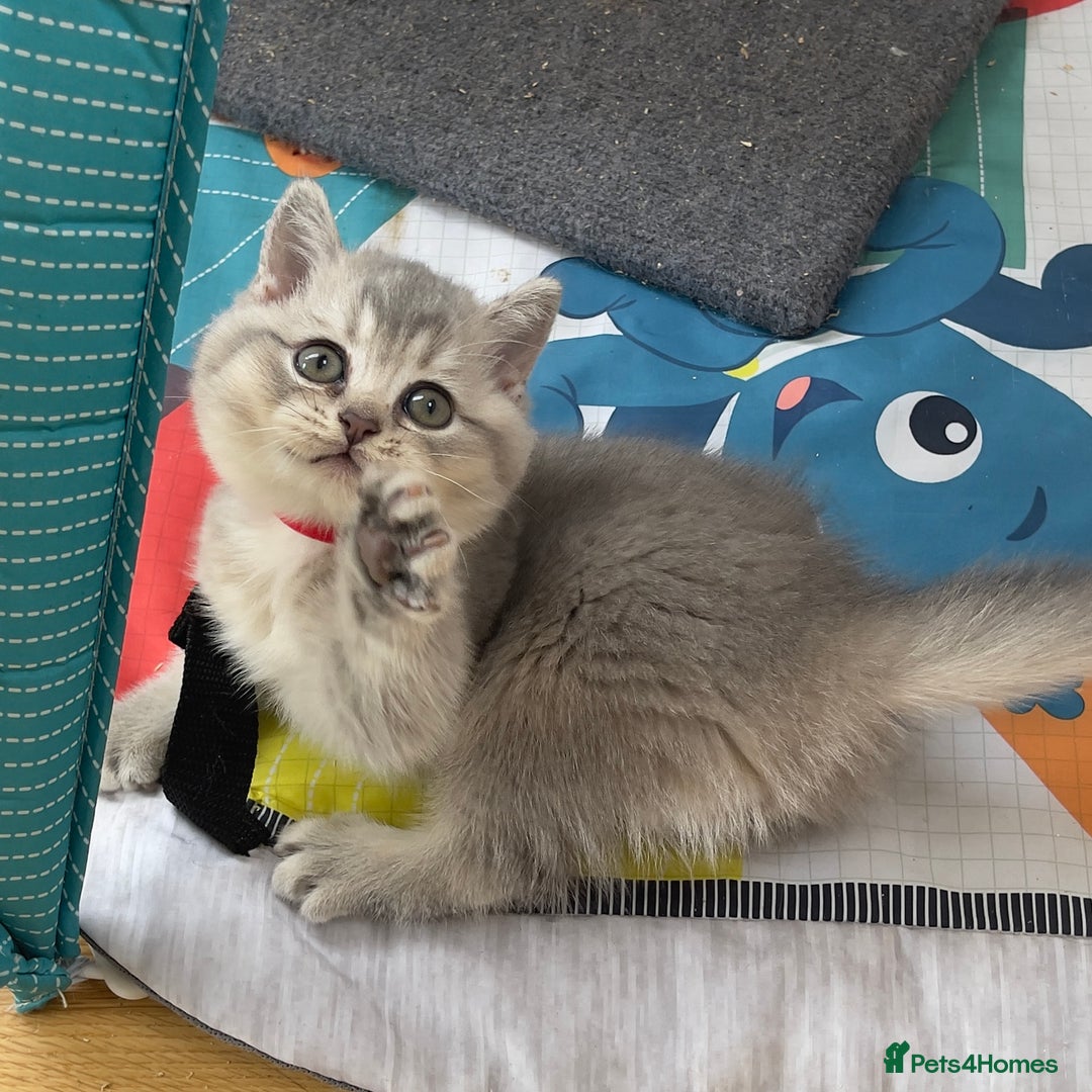 British Shorthair cats for sale: GCCF British Shorthair Kittens– Champion Lines - Image 9