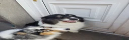 Australian Shepherd dogs for sale: Long term adoption for older dog in Tamworth - Advert 4