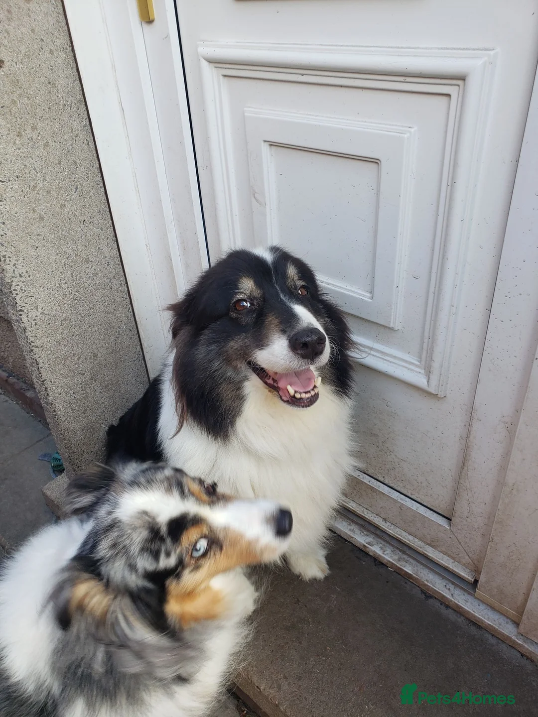 Australian Shepherd dogs for sale: Long term adoption for older dog in Tamworth - Advert 4