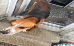 Mixed Breed dogs for sale: Friendly Beagle Mix Looking for a New Home  - Image 4