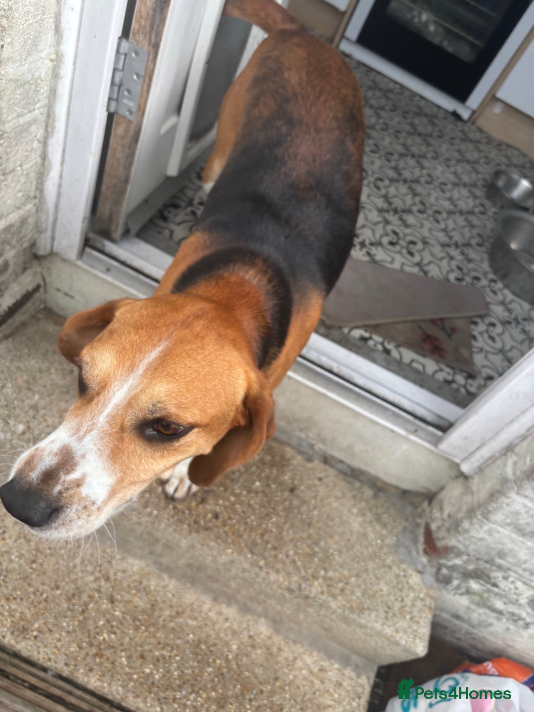 Mixed Breed dogs for sale: Friendly Beagle Mix Looking for a New Home  - Image 4