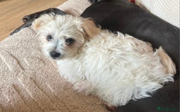 Bichon Frise dogs for sale: Baby boy Bichon Frise  - Image 1