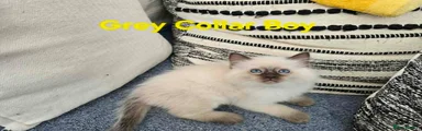 Ragdoll Kitten 3