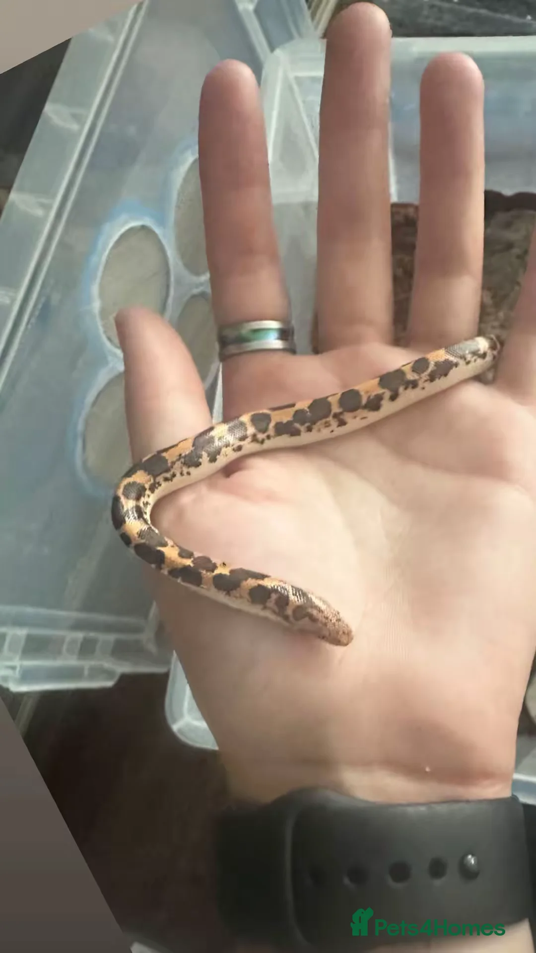 Boa Snake reptiles for sale: Various types of snakes  - Advert 5