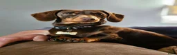 Miniature Dachshund dogs for sale: 2 Gorgeous Miniature dachshund females  - Advert 19