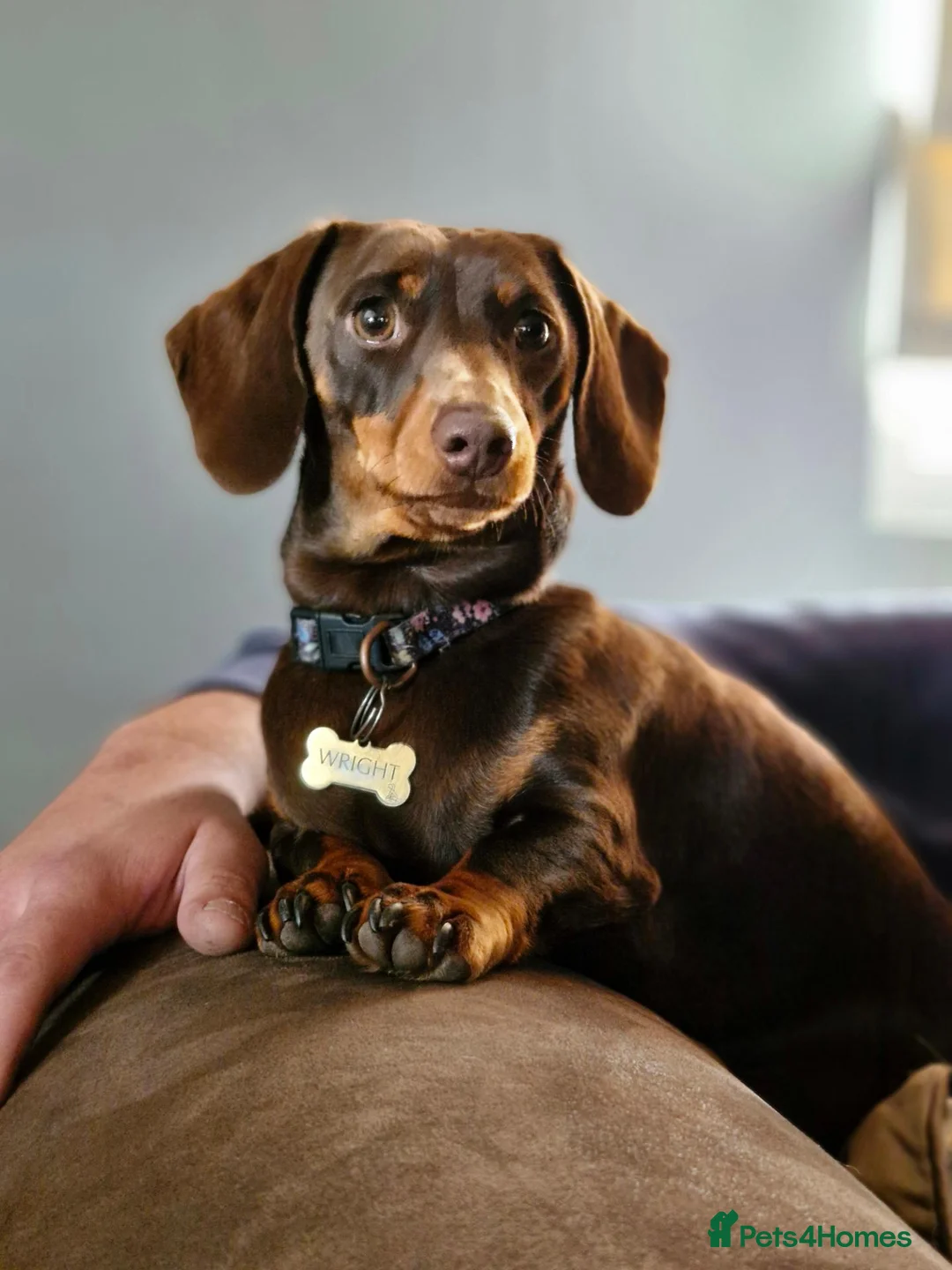 Miniature Dachshund dogs for sale: 2 Gorgeous Miniature dachshund females  - Advert 19