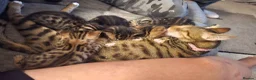 Bengal cats for sale: Bengal kittens in Macclesfield - Advert 8