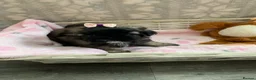Shih Tzu dogs for sale: Imperial Shih tzu puppies  - Advert 5