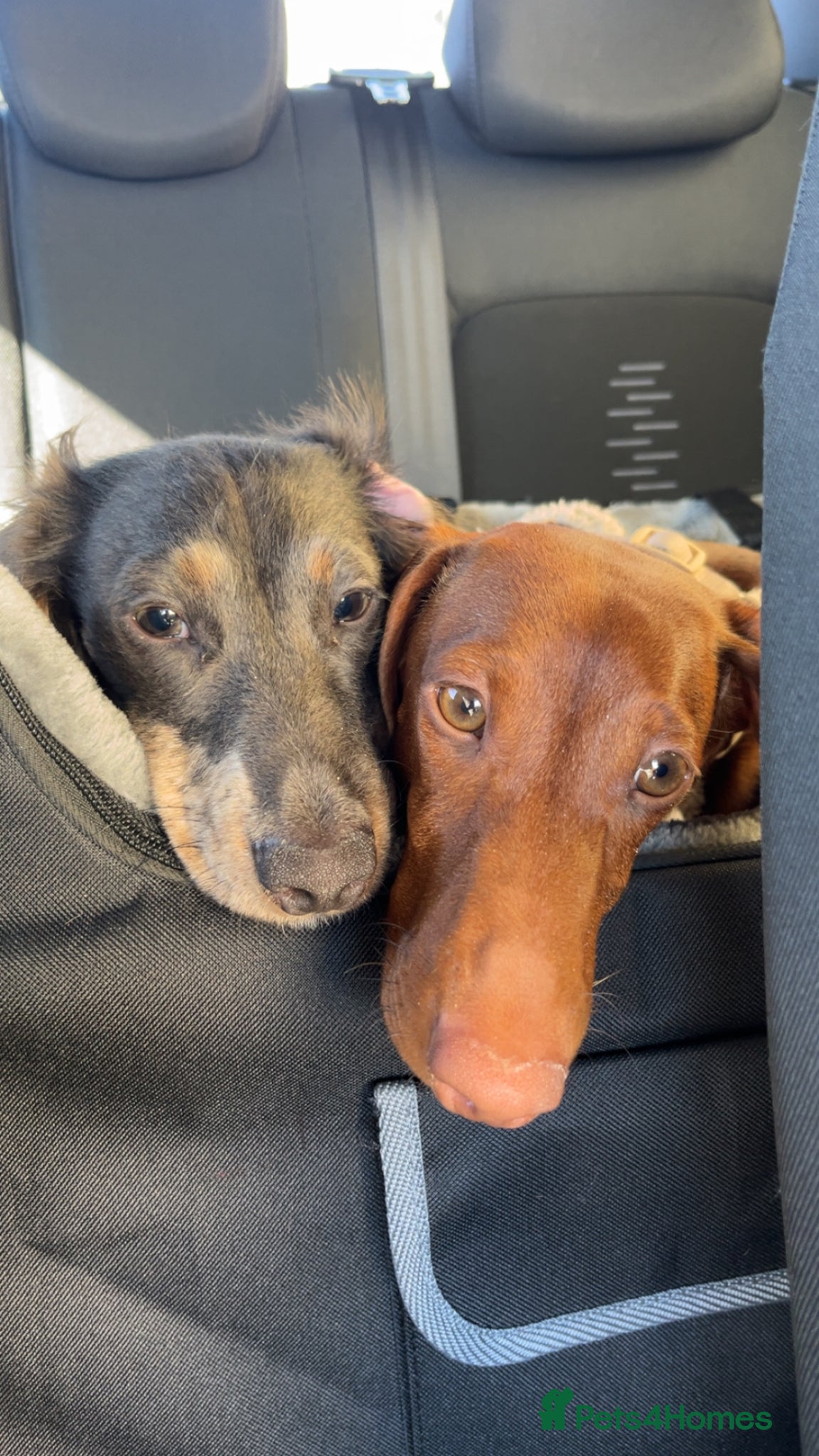 Dachshund dogs for sale: 2 9-month old Dachshunds for rehoming - Advert 8