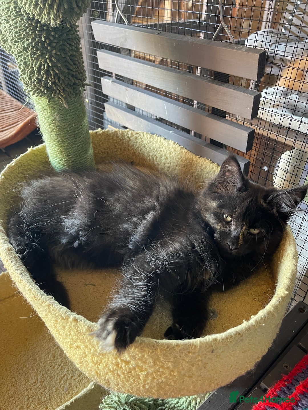 Maine Coon cats for sale: Full pedigree MaineCoon kittens  - Image 4
