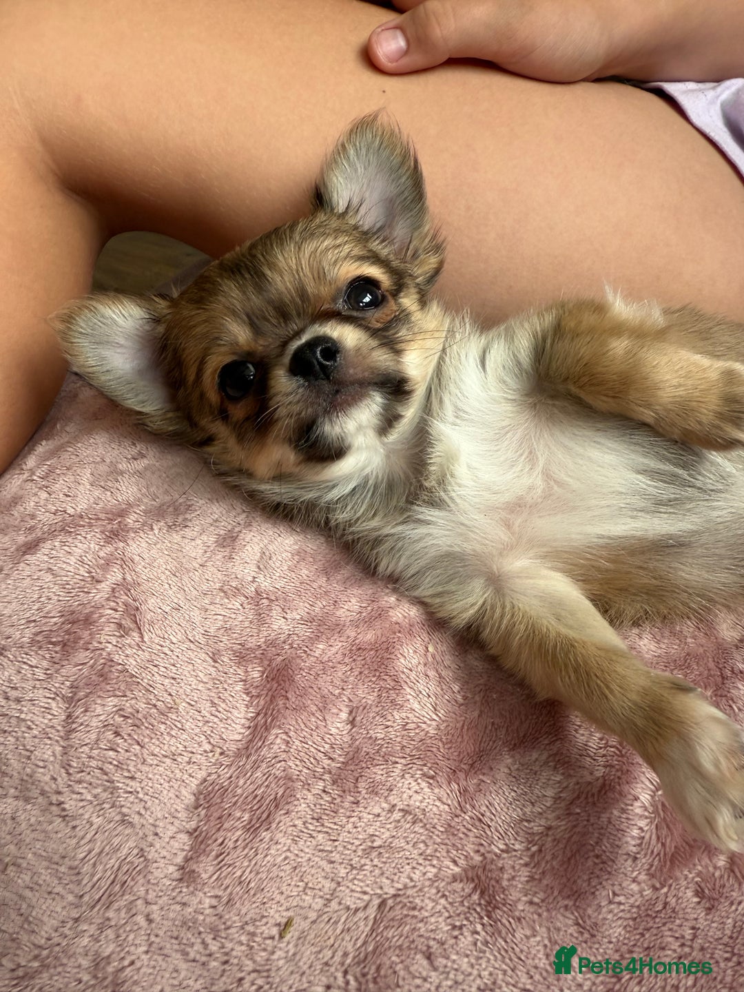 Chihuahua dogs for sale: Last show quality KC long coat Boy  - Advert 3