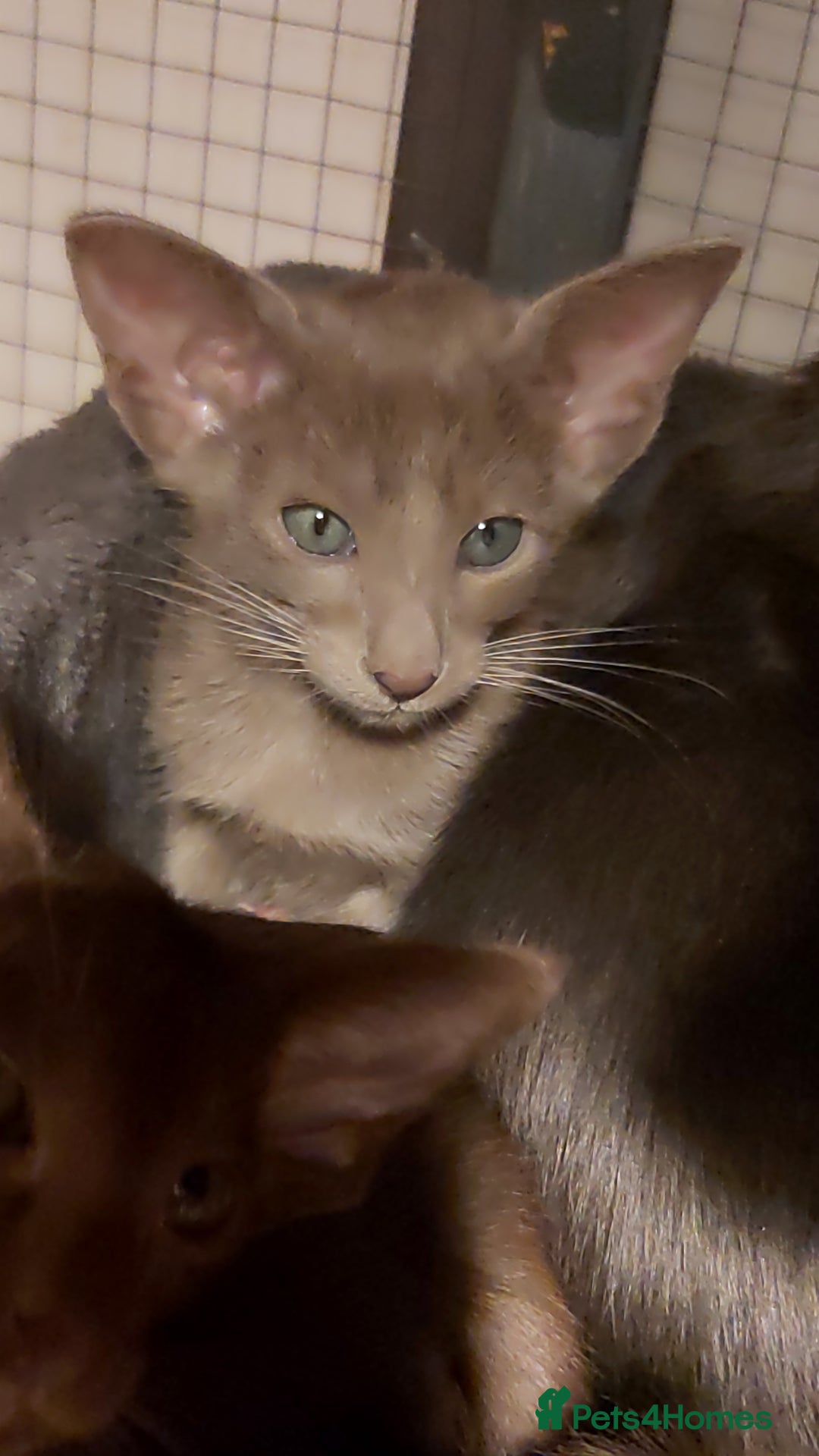 Oriental cats for sale: Full Pedigree Oriental 1 Kitten XL size ears GCCF - Advert 19