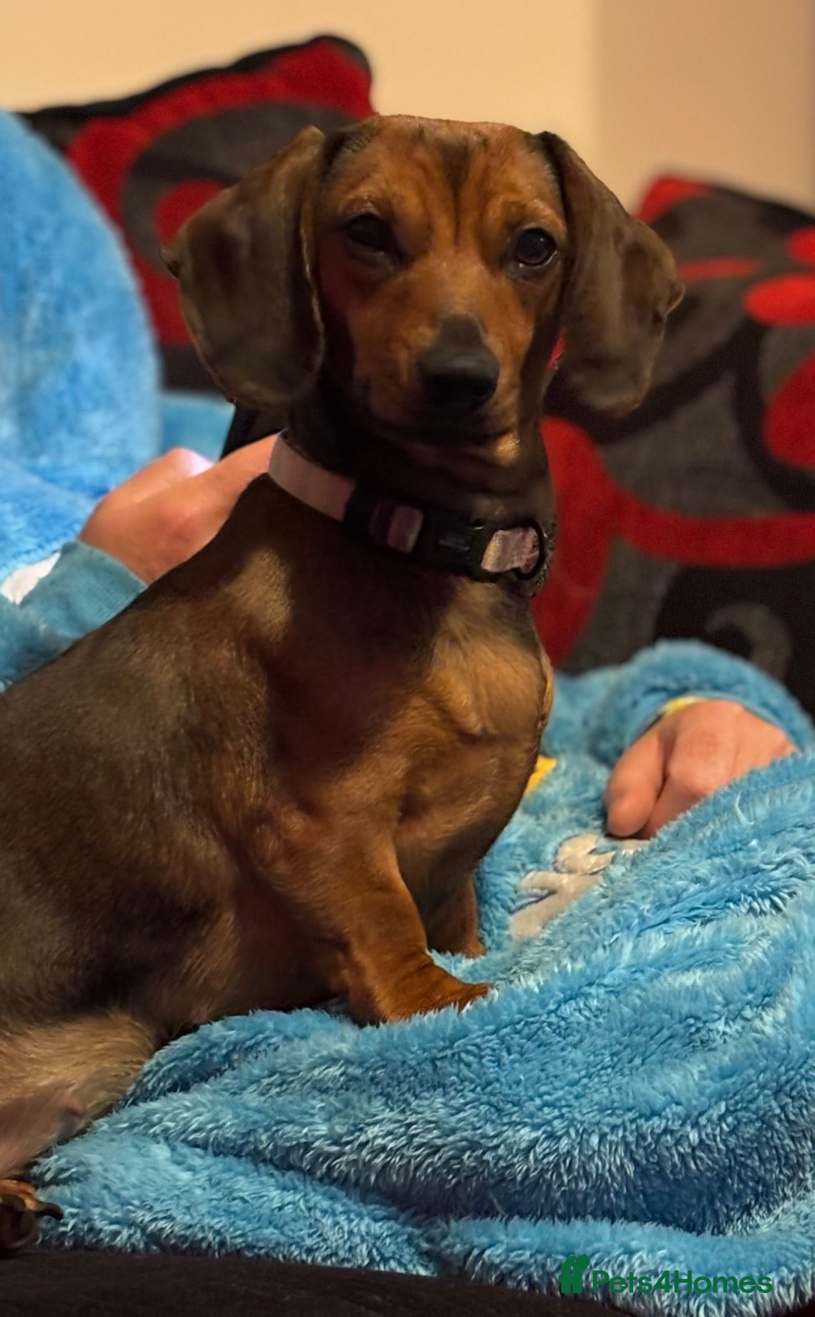Dachshund dogs Coco needs a loving home - Advert 1