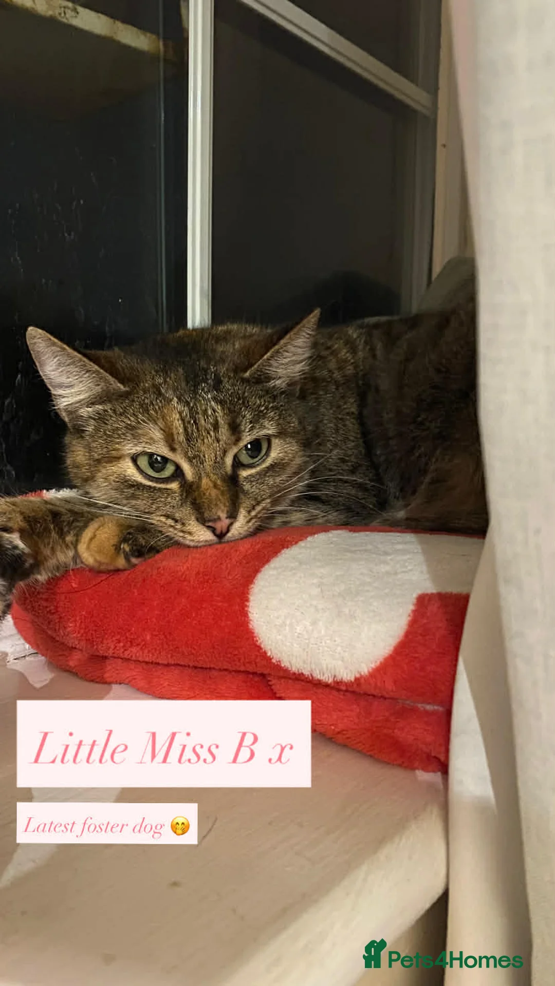 Mixed Breed cats for adoption: Beatrice Guildford Surrey  - Advert 2