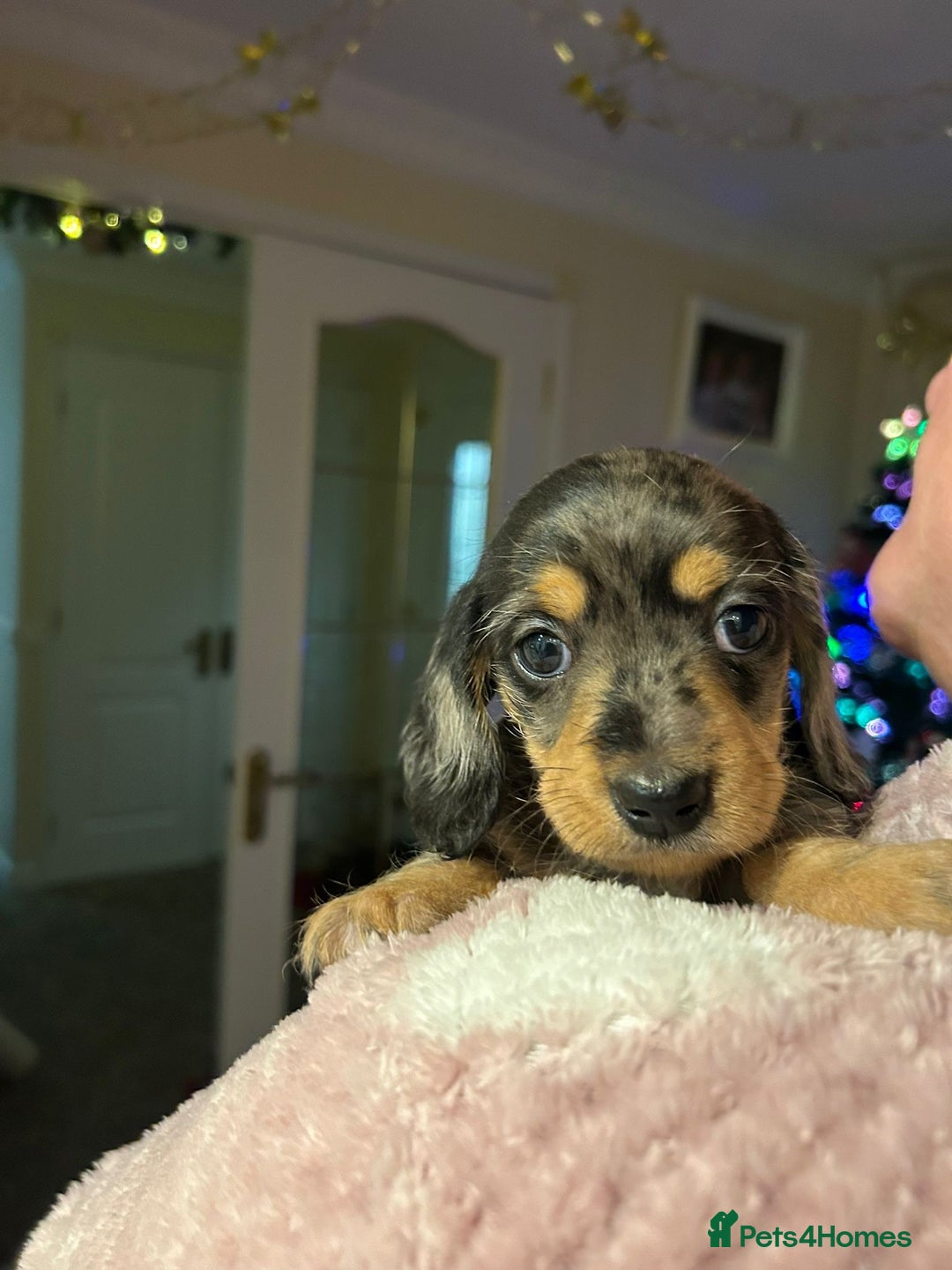 Dachshund dogs for sale: 4 gorgeous pups - Advert 10