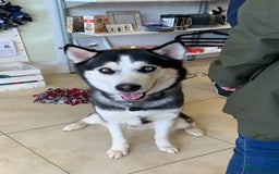 Siberian Husky dogs for stud: Gorgeous husky stud, unique eyes in Dunstable - Advert 7