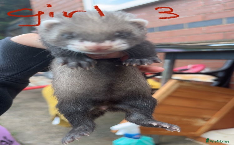 Ferret rodents - Advert 2