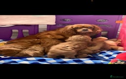 Cavapoo dogs for sale: Cavapoo puppies⭐️⭐️ health tested parents ⭐️⭐️⭐️ - Image 11
