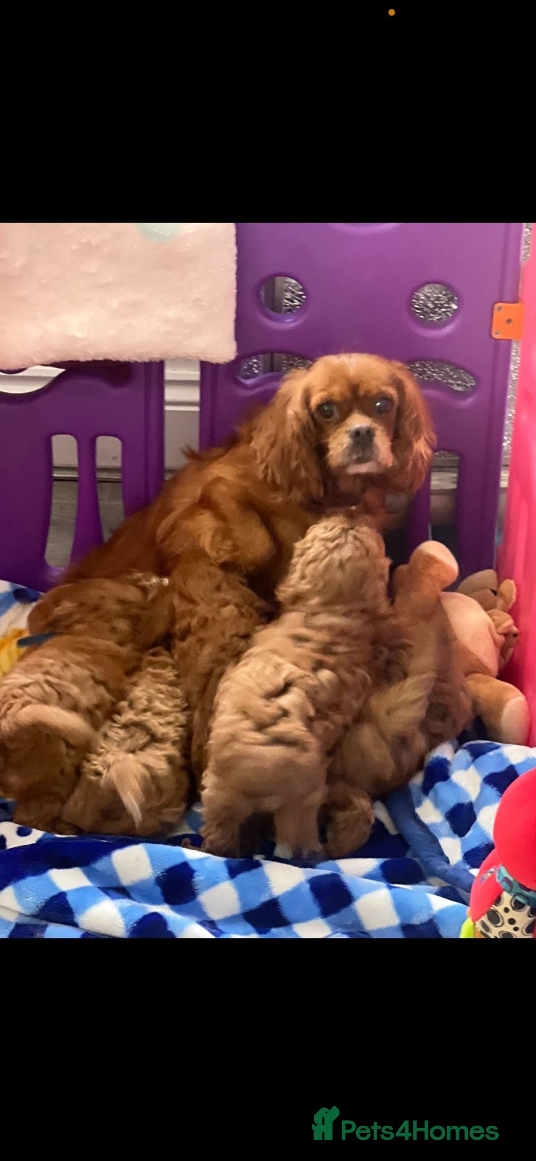 Cavapoo dogs for sale: Cavapoo puppies⭐️⭐️ health tested parents ⭐️⭐️⭐️ - Image 11